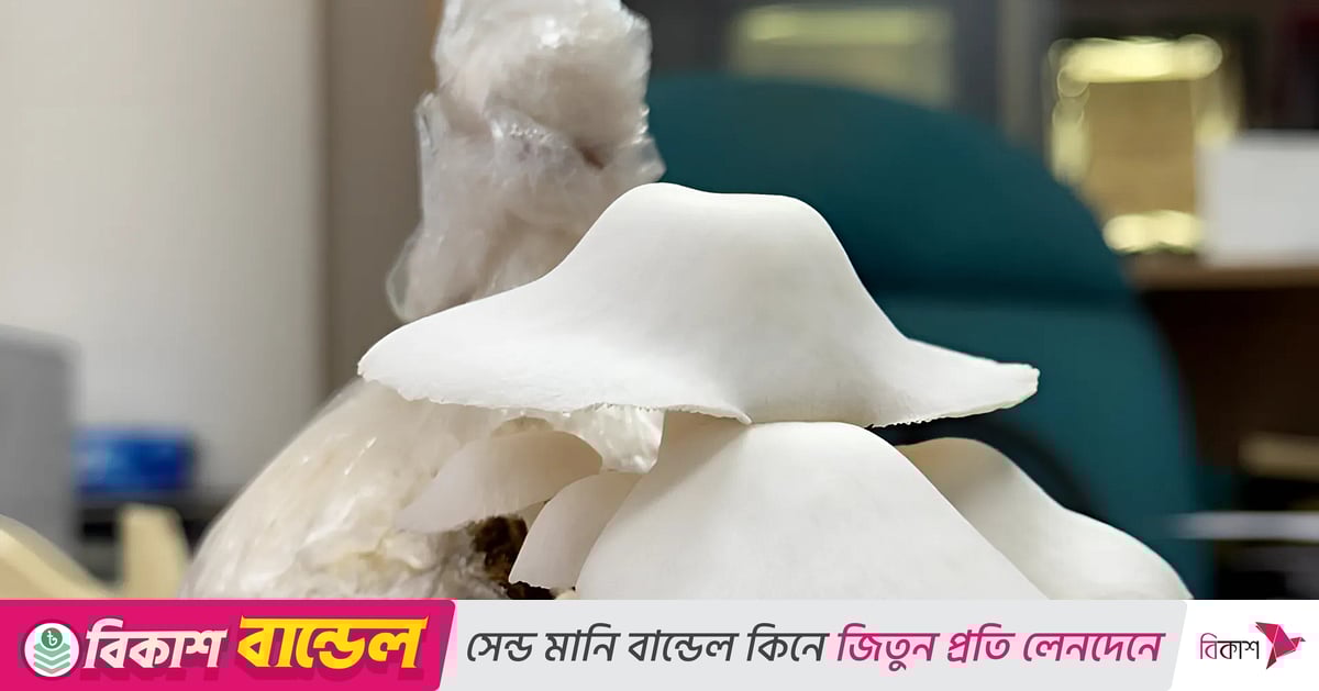 Korgazmachi ayollarning oldida siltanadi. Tomchi qizni onlaynda kozoynakli yigit sikadi