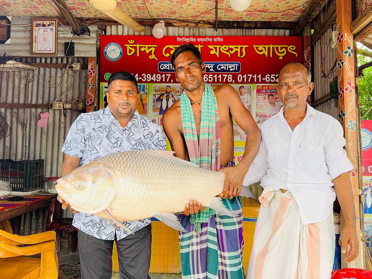 পদ্মা নদীর প্রায় ২৫ কেজি ওজনের এই কাতলা বিক্রি হয়েছে ৬০ হাজার টাকায়। বুধবার দুপুরে