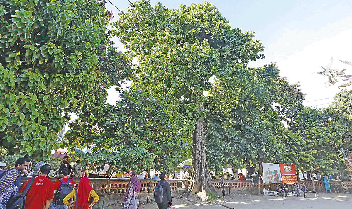 পায়রা চত্বরে বুদ্ধ নারকেলগাছ (মাঝে)। সম্প্রতি ঢাকা বিশ্ববিদ্যালয়ের ছাত্র–শিক্ষক কেন্দ্রের সামনে