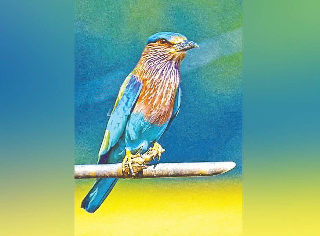 শিকারের অপেক্ষায় নীলকন্ঠ। পঞ্চগড়ের দেবীগঞ্জে তেলিয়াপাড়া গ্রামে