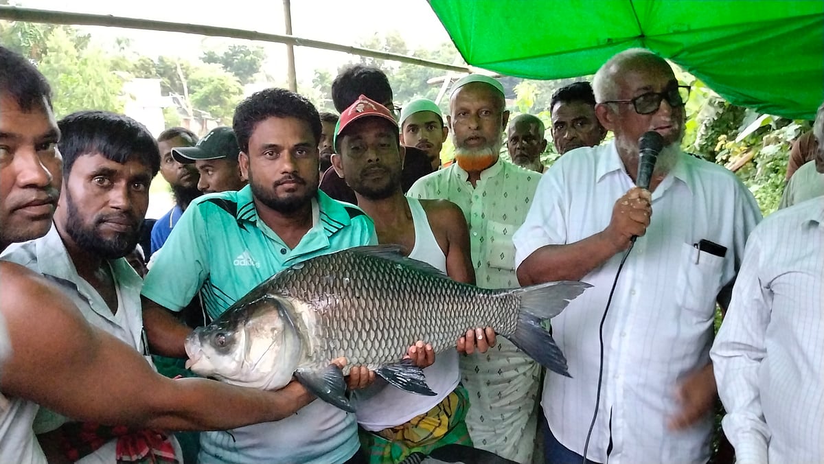 আট কেজি ওজনের এই কাতল মাছটি শিকার করে শৌখিন মাছ শিকারি ইলিয়াস মিয়া পুরস্কার পেয়েছেন ৩ লাখ টাকা। শুক্রবার সন্ধ্যায় ব্রাহ্মণবাড়িয়ার সরাইল উপজেলার কালীকচ্ছ কলেজ দিঘি থেকে তোলা ছবি