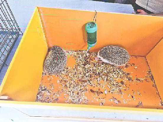 সজারুর মতো দেখতে প্রাণীটির নাম হেজহগ