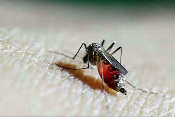 চিকুনগুনিয়া একটি ভাইরাসজনিত রোগ, যার প্রধান বাহক এডিস ইজিপ্টি ও এডিস অ্যালবোপিকটাস নামের মশা