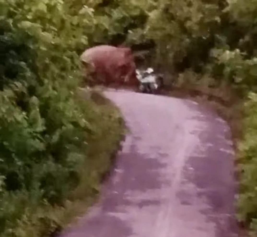 শুড় দিয়ে অটোরিকশাটি ধাক্কা দিয়ে ফেলে দিচ্ছে হাতি। রাঙামাটির কাপ্তাইয়ের নৌবাহিনী সড়কে। গত শুক্রবার সন্ধ্যায়। ছবি: অর্ণব মল্লিক নামের এক ব্যক্তির ফেসবুক আইডিতে পোস্ট করা ভিডিও থেকে নেওয়া।