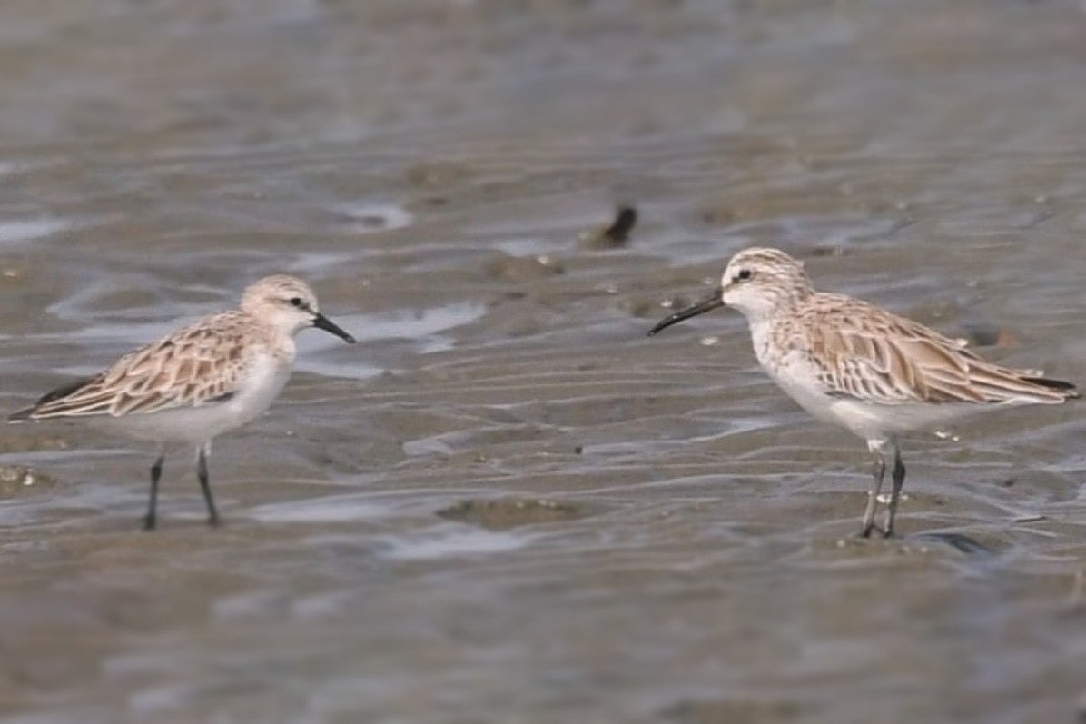 পাখি
২০২৩ সালের ডিসেম্বরে কালাদিয়ার চরে দেখা পাওয়া চামচঠুঁটো বাটান পাখি (বাঁয়ে)