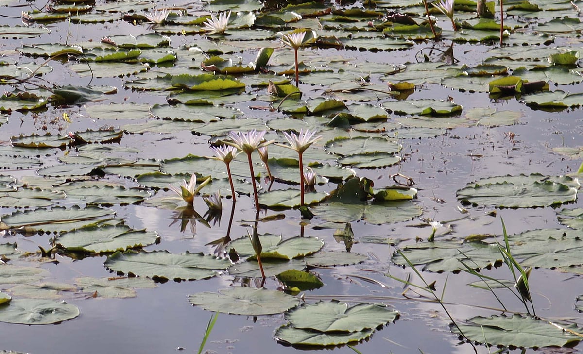 পাতাদের ভিড়ে মাঝেমধ্যে দু–চারটা সাদা শাপলা ফুটে আছে। মৌলভীবাজারের কাউয়াদীঘি হাওরপাড়ে