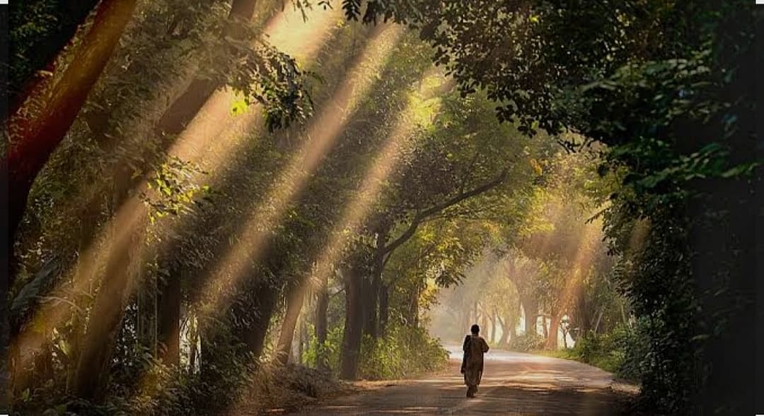 হবিগঞ্জের সাতছড়ি জাতীয় উদ্যানে আলো-ছায়ার খেলা