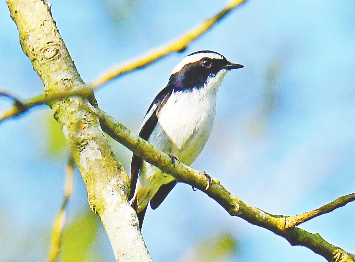 মৌলভীবাজারের সাগরনালে পুরুষ পাকরা চটক