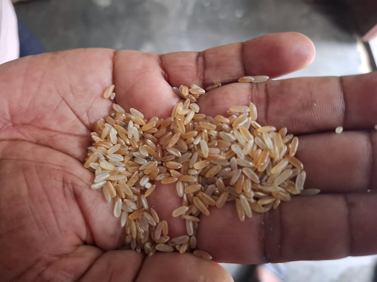 রাজশাহীর দুর্গাপুর উপজেলা খাদ্যগুদামে পাওয়া নিম্নমানের চাল