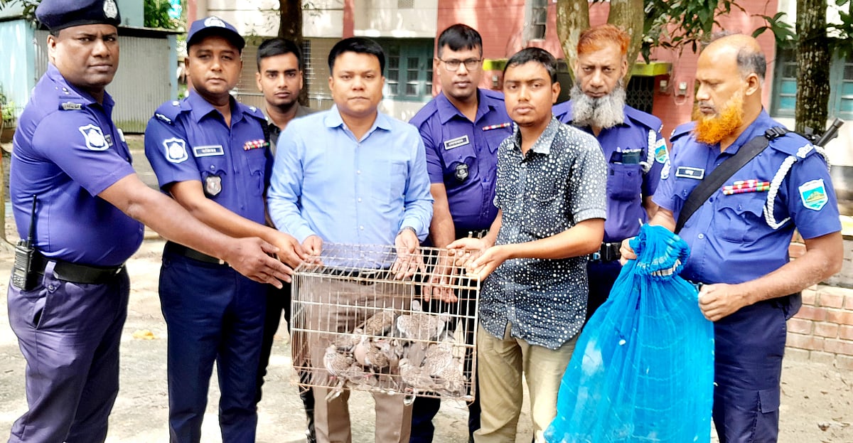 পাবনার সুজানগরে শিকারির কাছ থেকে ৪৫টি ঘুঘু উদ্ধার করে অবমুক্ত করা হয়। গতকাল মঙ্গলবার দুপুরে উপজেলা পরিষদ চত্বরে