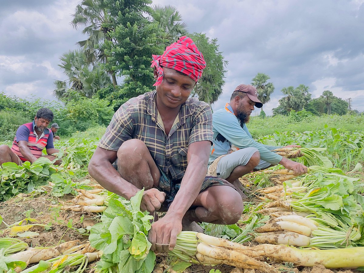 কুমিল্লার বুড়িচং উপজেলার ভান্তি এলাকায় গোমতী নদীর চরে আগাম মুলার চাষ করা হয়েছে। ভালো ফলনে হাসি ফুটেছে কৃষকের মুখে। ছবিটি গত মঙ্গলবারের