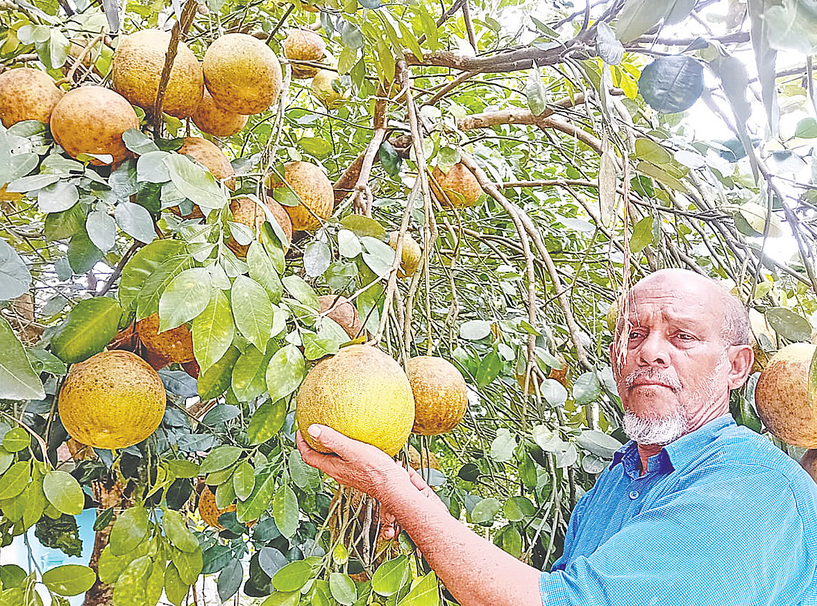 জুড়ীর পশ্চিম কচুরগুলের বাসিন্দা ছুরকুম আলী বংশপরম্পরায় জাম্বুরার চাষ করছেন