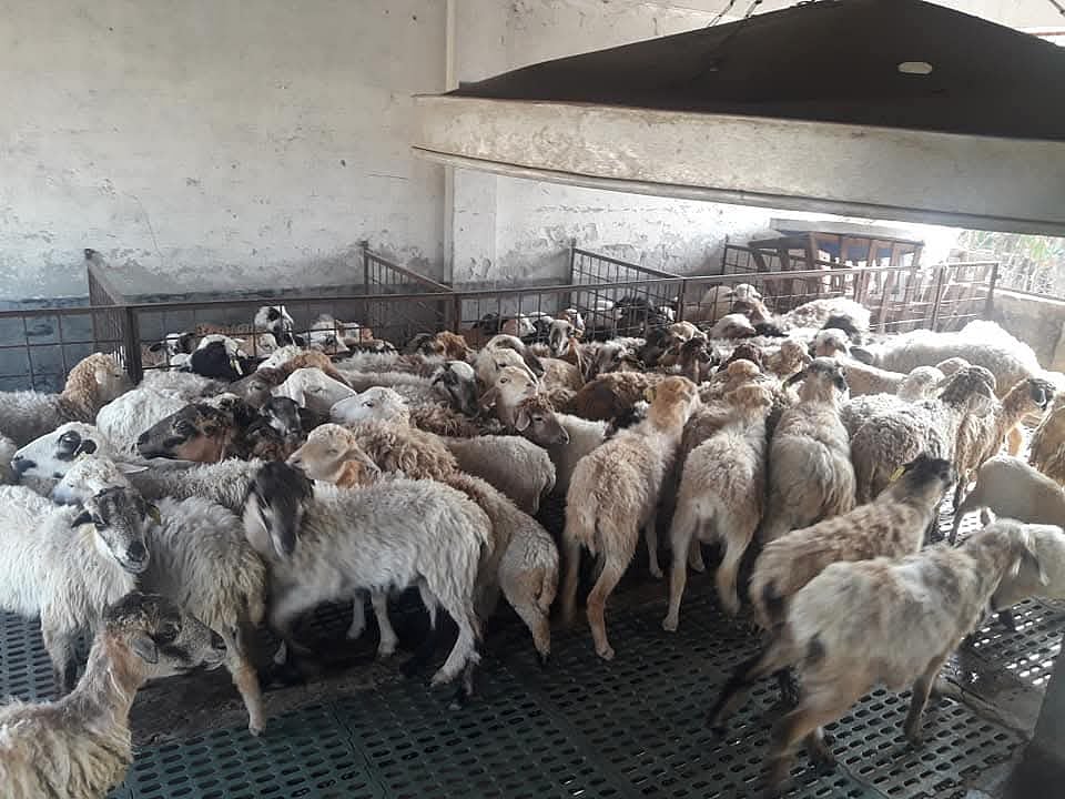 কৃষি বিশ্ববিদ্যালয়ে (বাকৃবি) মাৎস্যবিজ্ঞান অনুষদের ফটকসংলগ্ন খামারে লালন–পালন করা হচ্ছিল উন্নত জাতের ভেড়া। ছবিটি চলতি বছরের শুরুর দিকে তোলা