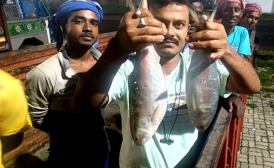 পশ্চিমঙ্গের হাওড়া বাজারে বাংলাদেশের ইলিশ দেখাচ্ছেন এক বিক্রেতা। ১৮ সেপ্টেম্বর, হাওড়া, পশ্চিমবঙ্গ