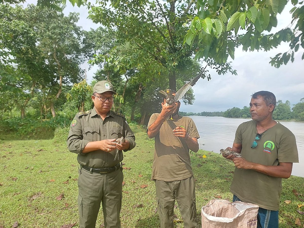 চৌরঙ্গী খেয়াঘাট থেকে শিকারির হাত থেকে পাখি উদ্ধার করেন রাতারগুল গ্রামবাসী। পরে বন বিভাগের কর্মীরা পাখি অবমুক্ত করেন