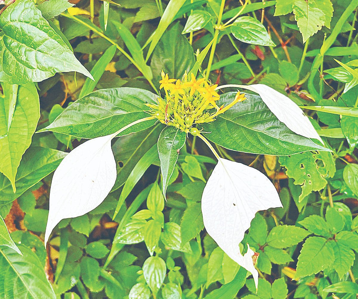 সাদা রঙের ম্যুসেন্ডা, পাহাড়ি এলাকায় ফুলটি পরিচিত শিলচাওরি নামে