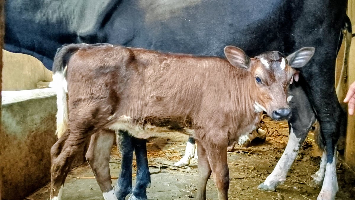 Sargish sochli mushuk bilan video