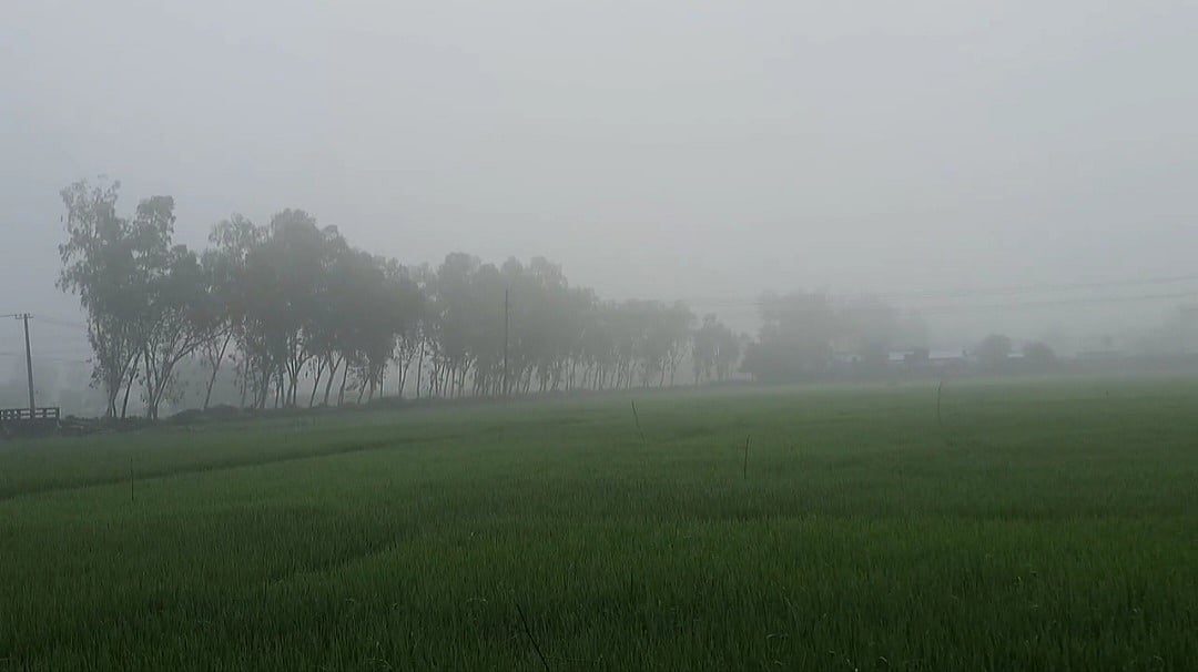 উত্তরের জেলা পঞ্চগড়ে শনিবার সকালে দেখা মিলছে কুয়াশার। ছবিটি জেলার সদর উপজেলার জগদল এলাকার