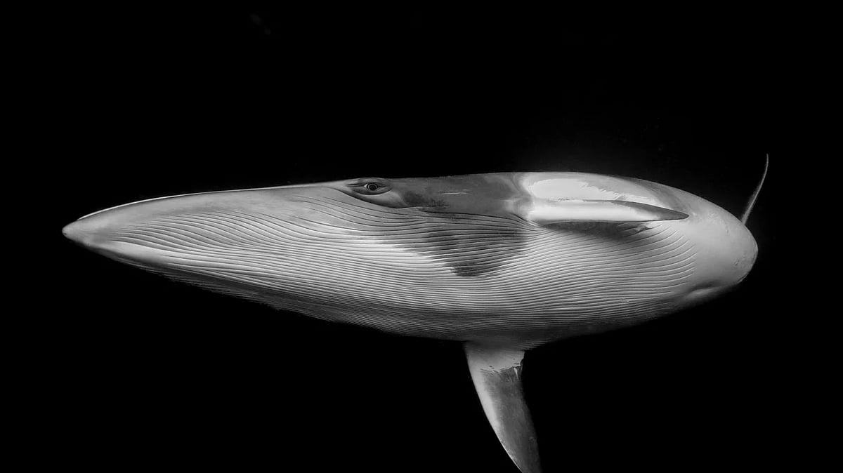 Yetuk yalangoch porno rasmlar