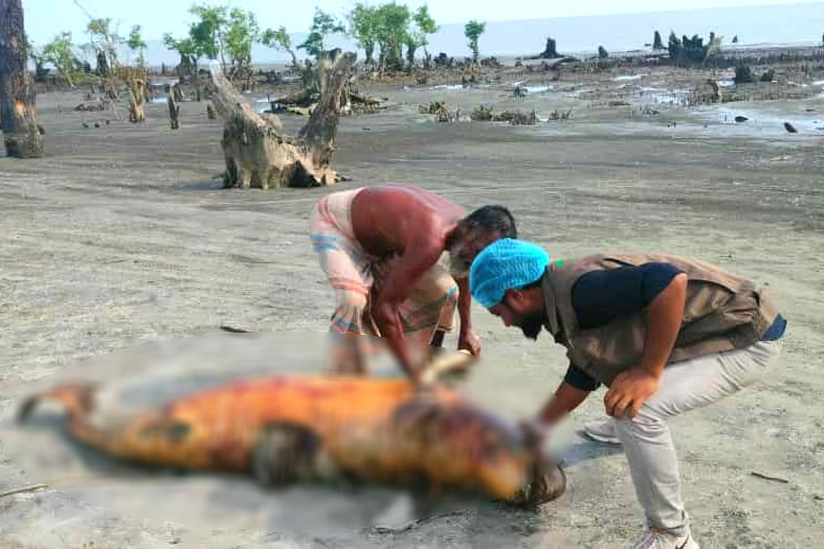 পটুয়াখালীর কুয়াকাটা সমুদ্রসৈকতে ভেসে আসে ইরাবতী প্রজাতির এই মৃত ডলফিন