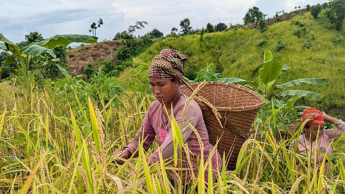 জুমের ধান কাটছেন এক নারী। গত বৃহস্পতিবার দুপুরে খাগড়াছড়ির নয় মাইল এলাকায়