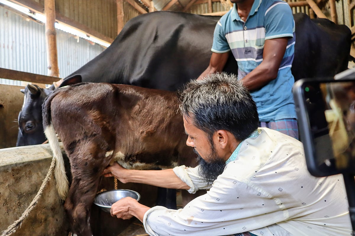 বয়সের তুলনায় বাছুরটির ওলানের আকার লক্ষণীয় মাত্রায় বড়। সেখান থেকে দুধ সংগ্রহ করা হচ্ছে। গতকাল দুপুরে কিশোরগঞ্জের করিমগঞ্জ উপজেলার পূর্ব চরকরণশীর এলাকায়