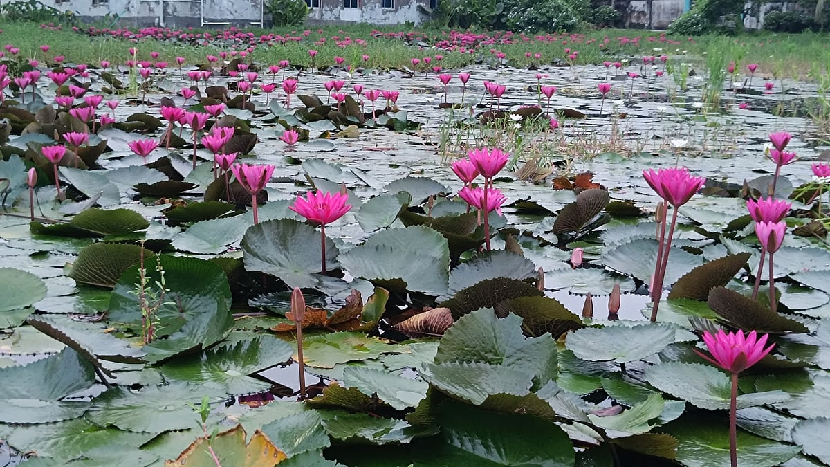 জলাশয়জুড়ে সৌন্দর্য ছড়াচ্ছে লাল শাপলা। রোববার খুলনার কয়রা উপজেলার আদালত ভবনের পেছনে