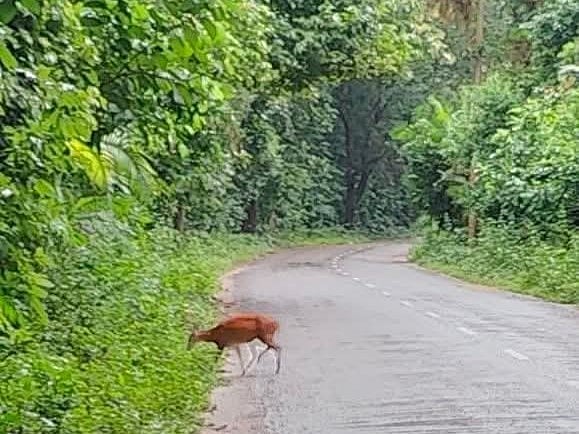 হবিগঞ্জের চুনারুঘাট উপজেলার সাতছড়ি উদ্যানের ভেতরে রাস্তার ধারে মায়া হরিণ। আজ সোমবার সকালে তোলা