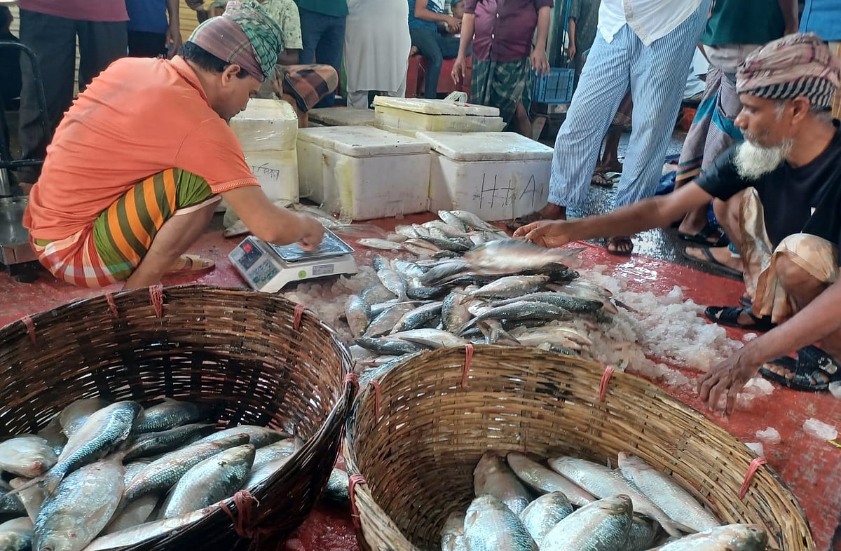 ইলিশের ভরা মৌসুম এখন। তবুও পাইকারি বাজারে সরববরাহ কম। ফলে দামও আকাশচুম্বী। শুক্রবার ভোরে বরিশালের পোর্টরোডের মৎস্য অবতরণকেন্দ্রের পাইকারি বাজারে