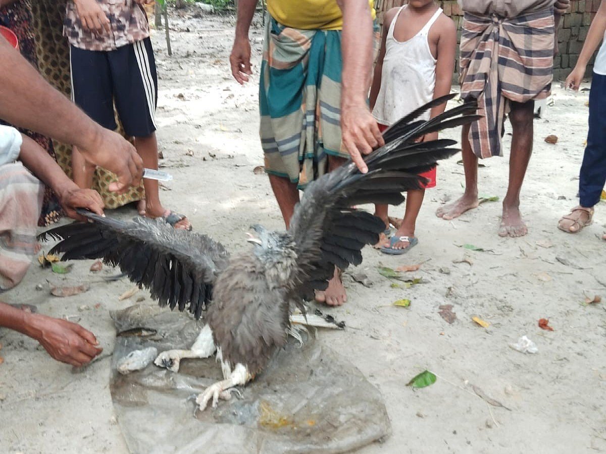 রাজশাহীর বাগমারায় অসুস্থ একটি ইগলকে উদ্ধার করা হয়। আজ সোমবার দুপুরে