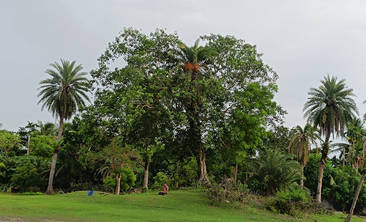 বটগাছের বুক চিরে মাঝখান থেকে সোজা উঠে গেছে খেজুরগাছ। প্রকৃতির সহাবস্থানের সুন্দর এক দৃশ্য এটি। খুলনার কয়রা উপজেলার আমাদী গ্রামে