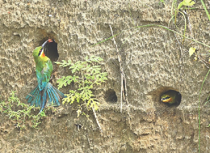 বালুর ঢিবিতে নীললেজ সুইচোরা ও ধলাবুক মাছরাঙার বাসা। ৬ জুন রাজধানীর উত্তরার দিয়াবাড়ির মেট্রোরেল ডিপোর পাশে