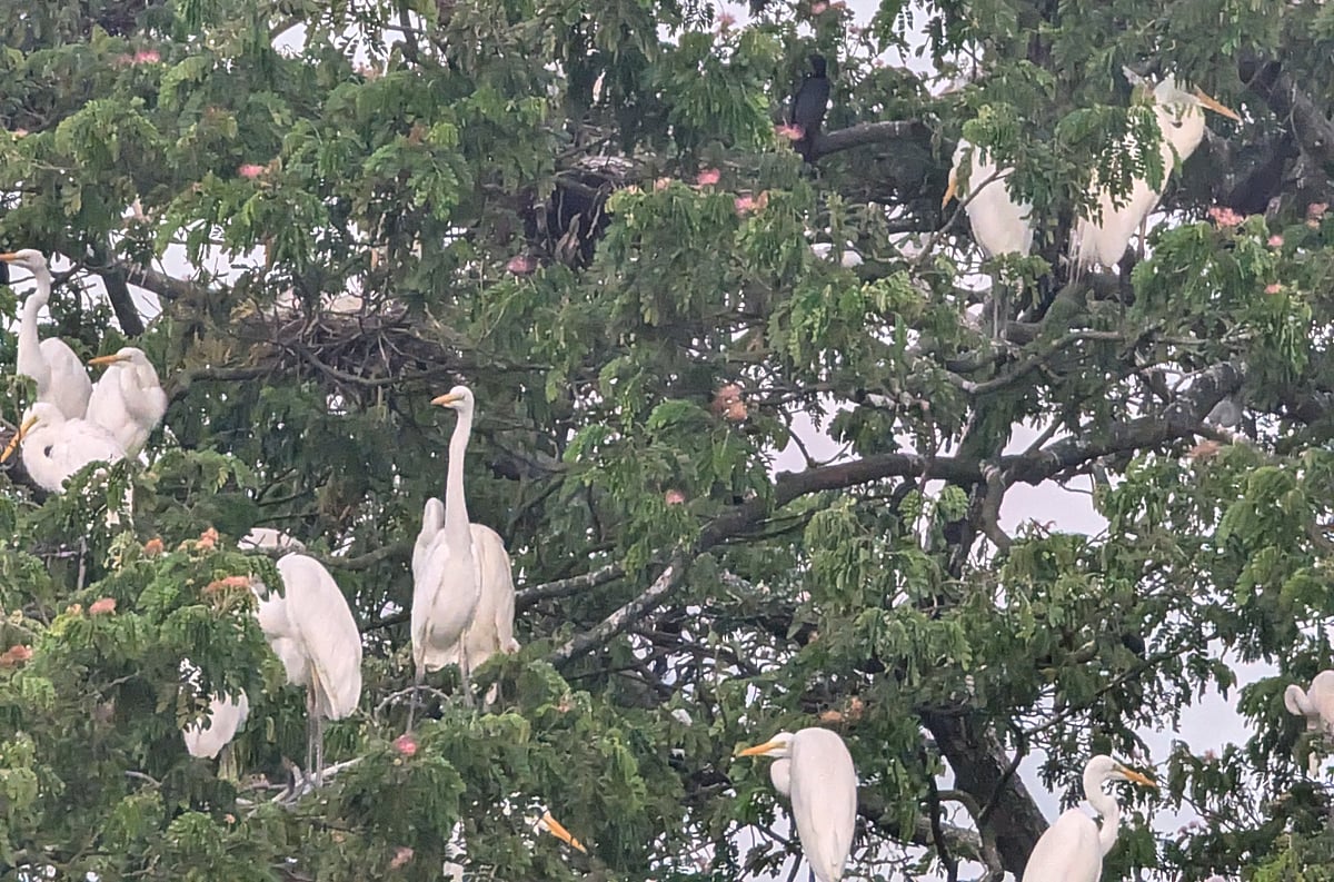 টানা ৪০ বছরের বেশি সময় ধরে খানবাড়ির আঙিনা ও গাছগাছালিতে বাস করছে হাজারো সাদা বক। পটুয়াখালীর বাউফল উপজেলার নুরাইনপুর গ্রামে