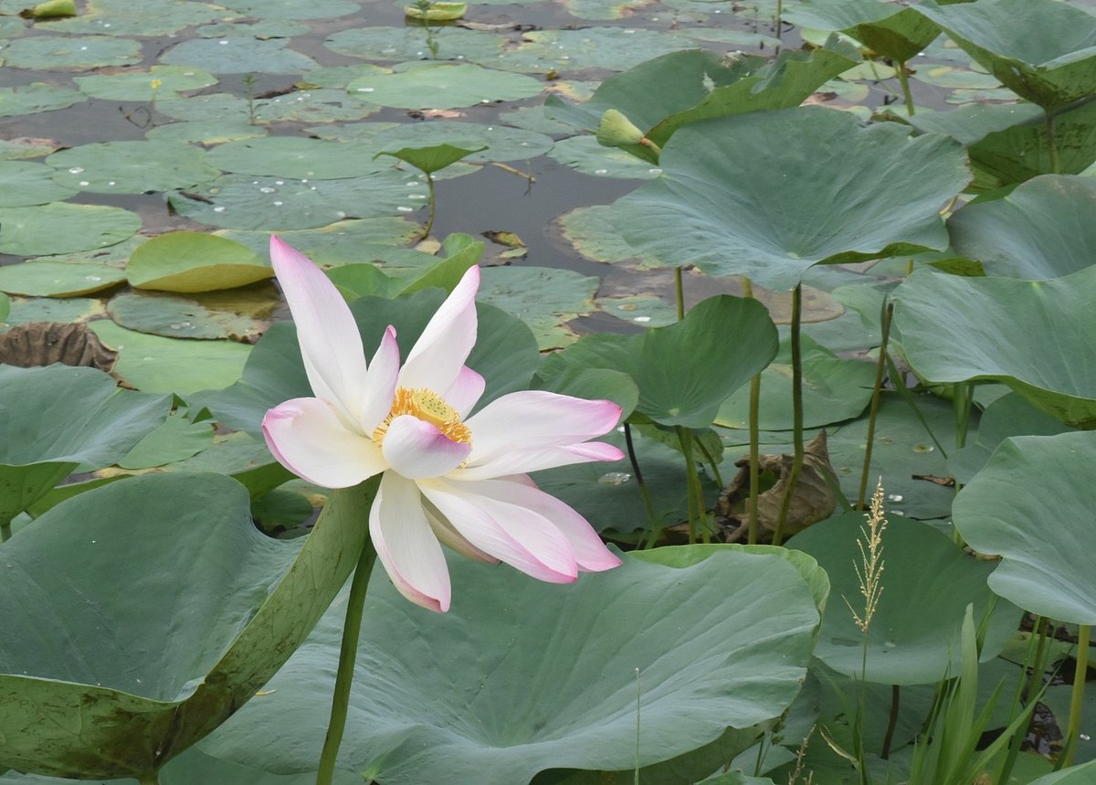 নওগাঁ সদরের হাঁসাইগাড়ী বিলে ফুটে আছে গোলাপি রঙের পদ্ম ফুল