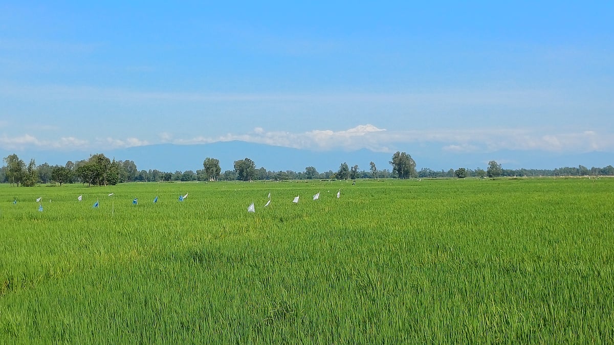 পঞ্চগড়ে হালকা লালচে মেঘ ভেদ করে আজ বৃহস্পতিবার উঁকি দিয়েছে কাঞ্চনজঙ্ঘা