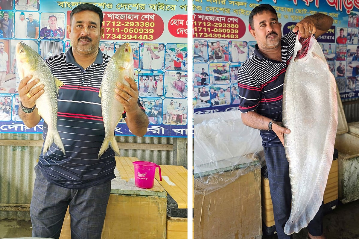 দৌলতদিয়ার পদ্মা নদীর মোহনায় স্থানীয় জেলেদের জালে ধরা পড়ে দুটি বড় ইলিশ ও একটি চিতল মাছ
