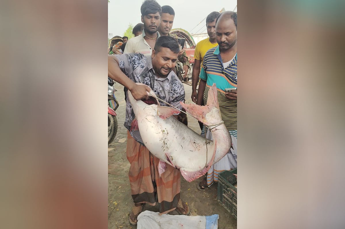 পদ্মা নদীর মোহনায় জেলের জালে ধরা পড়ে ২৫ কেজি ওজনের এই পাঙাশ