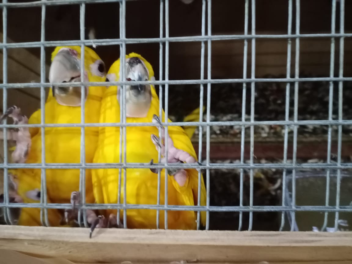 জব্দ করার পরে পাখি