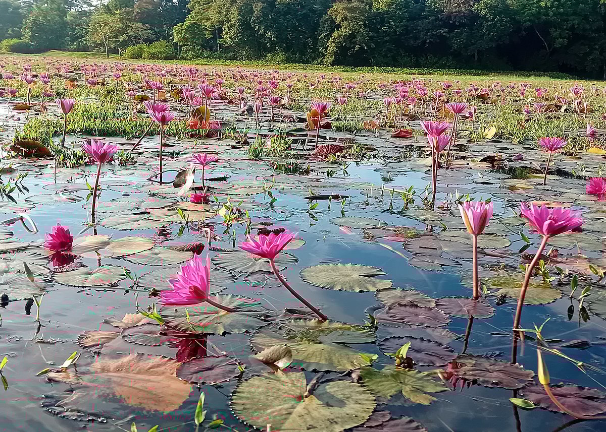 মৌলভীবাজার-বড়লেখা আঞ্চলিক মহাসড়কের পাশঘেঁষা নিচু জমিতে বিস্তীর্ণ এলাকাজুড়ে ফুটেছে শাপলা। বৃহস্পতিবার সকালে
