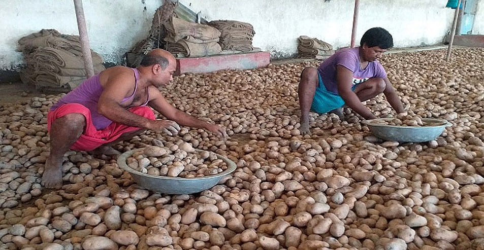 বেলকন কোল্ডস্টোরেজ নামের একটি হিমাগারে আলু বাছাই করছেন দুই শ্রমিক। সম্প্রতি নওগাঁ সদর উপজেলার বোয়ালিয়া এলাকায়