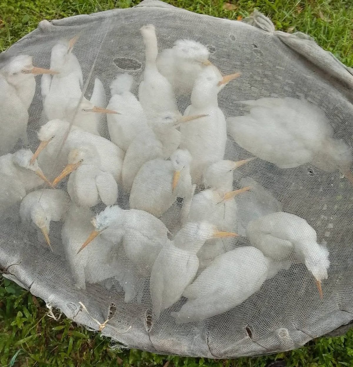 কক্সবাজারের উখিয়া উপজেলায় অবৈধ কারেন্ট জাল পেতে আটক করা হয় এসব সাদা বক। পরে এগুলো অবমুক্ত করেছে বন বিভাগ। গতকাল রাজাপালং ইউনিয়নের মাসকারিয়া বিল এলাকায়