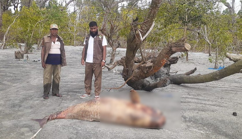 পটুয়াখালীর কুয়াকাটা সমুদ্রসৈকতে ভেসে আসে ইরাবতী প্রজাতির এই মৃত ডলফিন