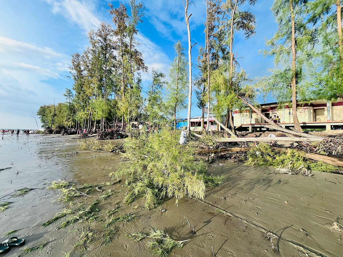 চট্টগ্রামের আনোয়ারার পারকি সৈকতে এভাবে উপড়ে পড়ে আছে ঝাউগাছ। গত শুক্রবার বিকেলে