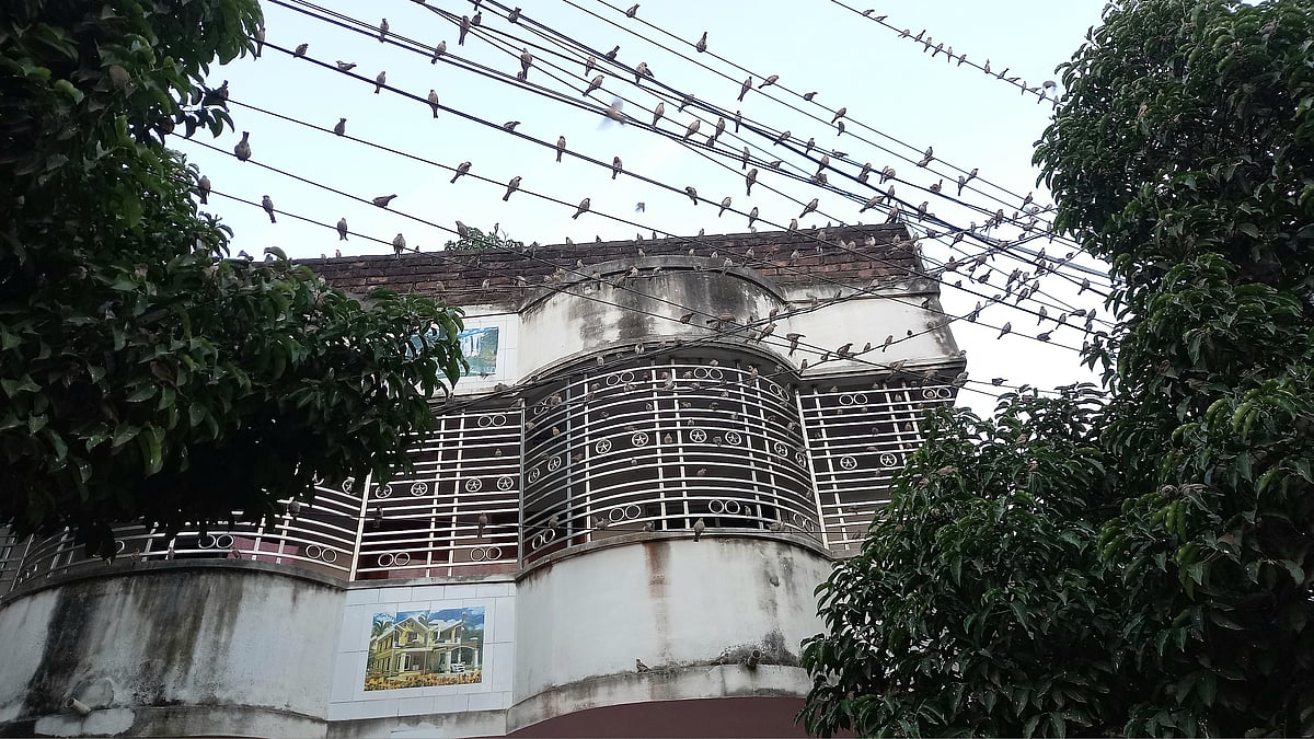 দিনাজপুরের বিরামপুর পৌর শহরের দিনাজপুর-গোবিন্দগঞ্জ (গাইবান্ধা) মহাসড়কের পাশের বিভিন্ন গাছ ও বৈদ্যুতিক তাঁরে বসেছে চড়ুই পাখির মেলা। গত শনিবার কলাবাগান এলাকায়