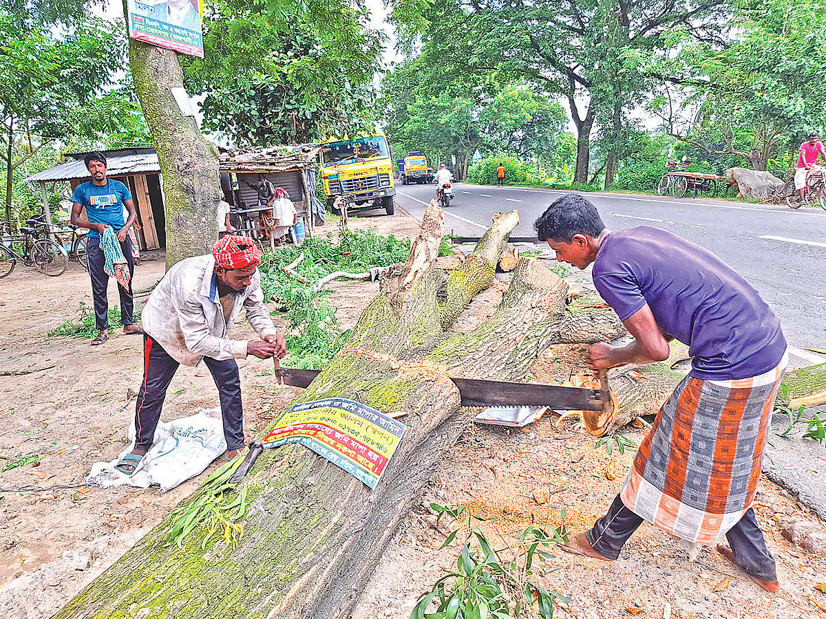 সড়কের ছায়াঢাকা পরিবেশ আর থাকছে না। সড়কের এক পাশের গাছ এভাবে কেটে ফেলা হচ্ছে। গত বৃহস্পতিবার দুপুরে রাজশাহীর পবা উপজেলার হরিপুর এলাকায়