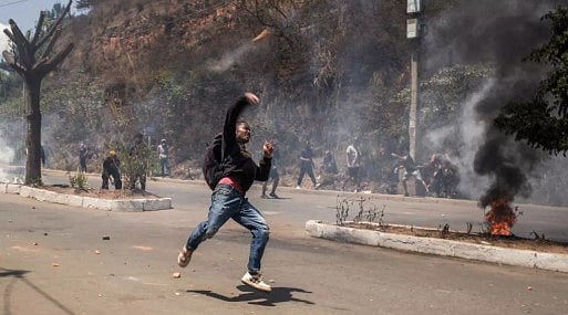 Katta eshakli joja ozining mushukchasini oladi (video)