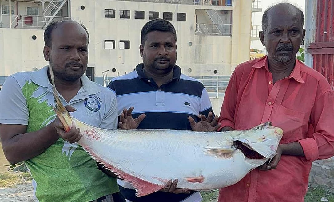 পদ্মা নদীর বিলুপ্তপ্রায় সাড়ে ১৪ কেজি ওজনের এই ঢাঁই মাছ স্থানীয় এক মৎস্য ব্যবসায়ী ৬০ হাজার টাকায় কেনেন। আজ মঙ্গলবার সকালে রাজবাড়ীর গোয়ালন্দের দৌলতদিয়া ঘাটে
