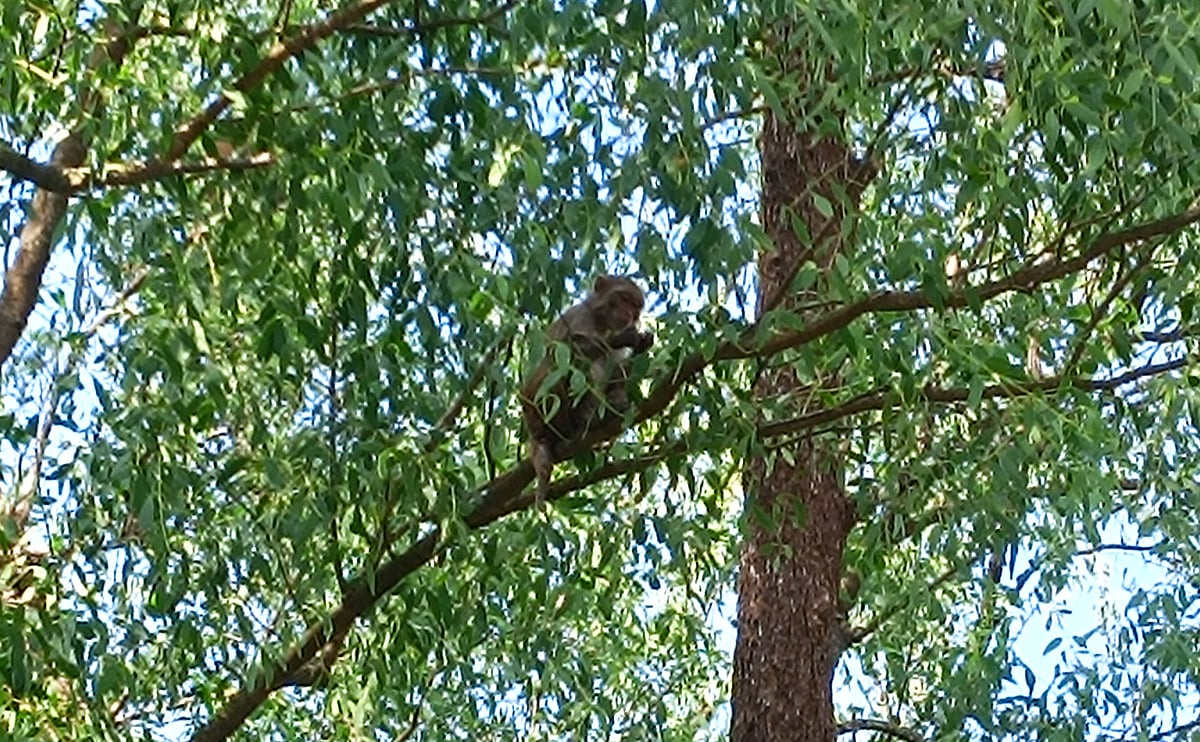 সুন্দরবনে কেওড়াগাছে ফল খেতে ব্যস্ত বানর। গত সোমবার সুন্দরবনের কালাবগী খাল–সংলগ্ন এলাকায়