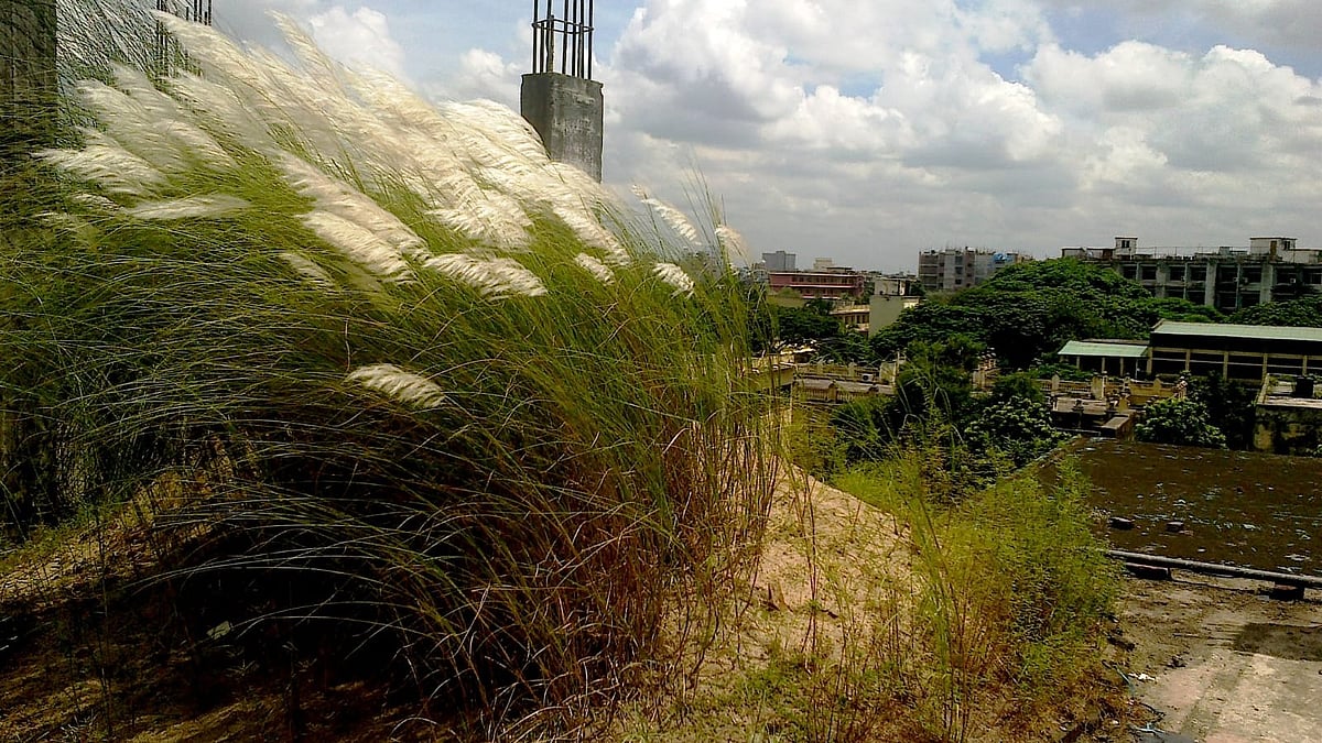 ঢাকায় অনেক বাসার ছাদে এভাবে কাশফুল ফুটে আছে