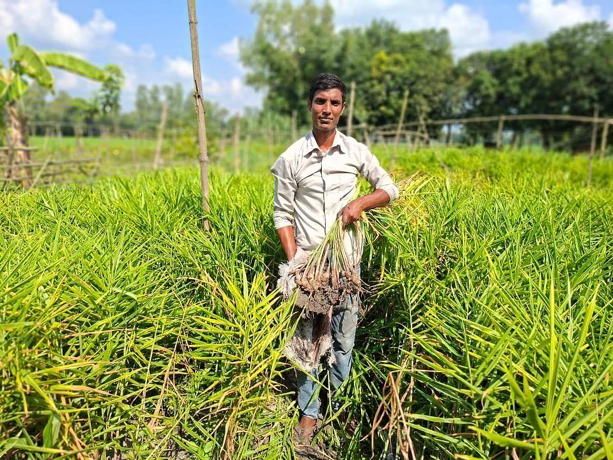 পতিত জমিতে ব্যাগিং পদ্ধতিতে আদা চাষ করে এখন এলাকায় সফল চাষি হিসেবে পরিচিতি পেয়েছেন রাফছান জানী। সম্প্রতি বগুড়ার আদমদীঘি উপজেলার নশরতপুর ইউনিয়নের চাটখইর গ্রামে